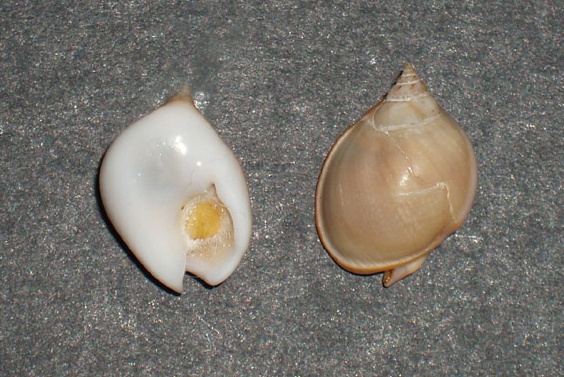 Famiglia Nassaridae